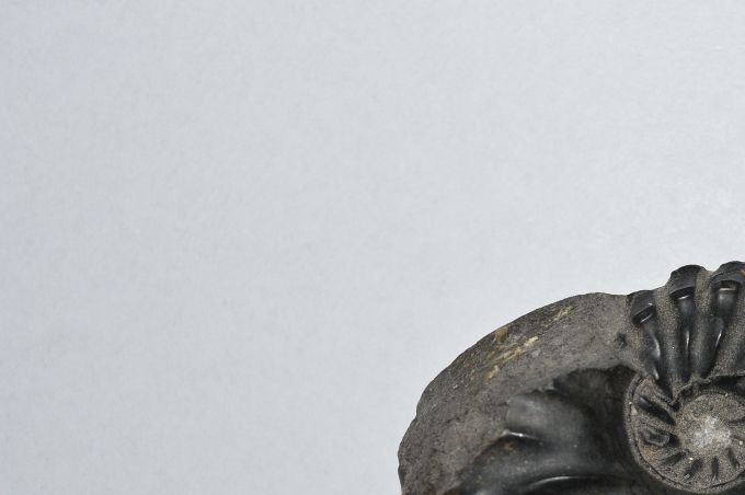 Ammonieten (Ammonoidea) zijn een uitgestorven onderklasse van de inktvissen (Cephalopoda). Het waren zeedieren die wereldwijd in groten getale voorkwamen in het laat-Paleozoïcum en gedurende het gehele Mesozoïcum. Ze worden als fossiel teruggevonden.